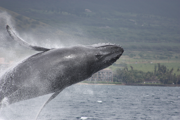 Whale Maalaea Harbor, Maui